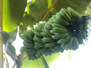 Nadee Banana Bunch, Embul