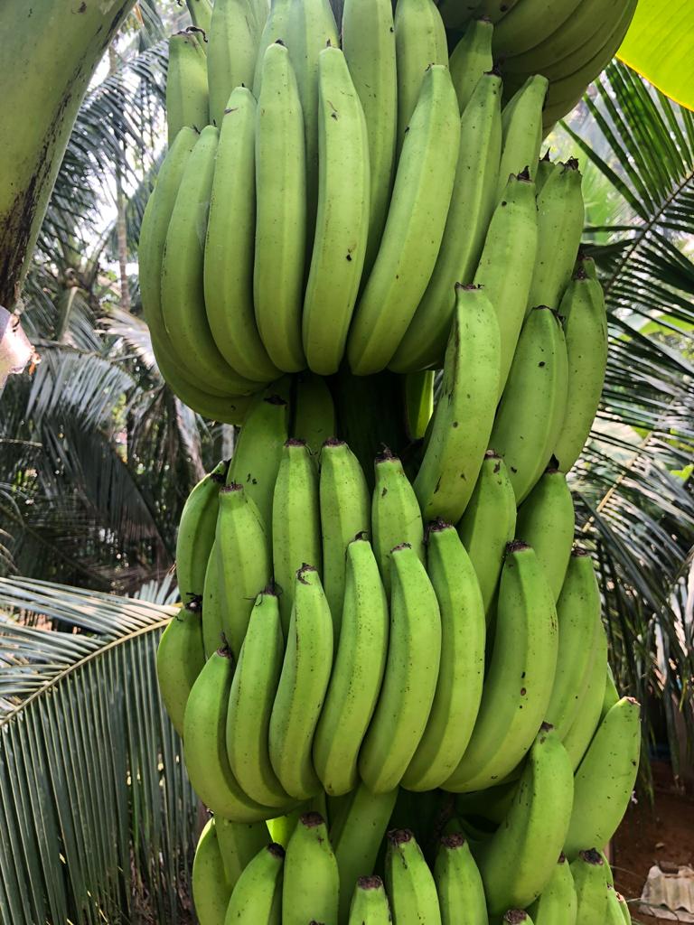 Greengrow Banana - Amban