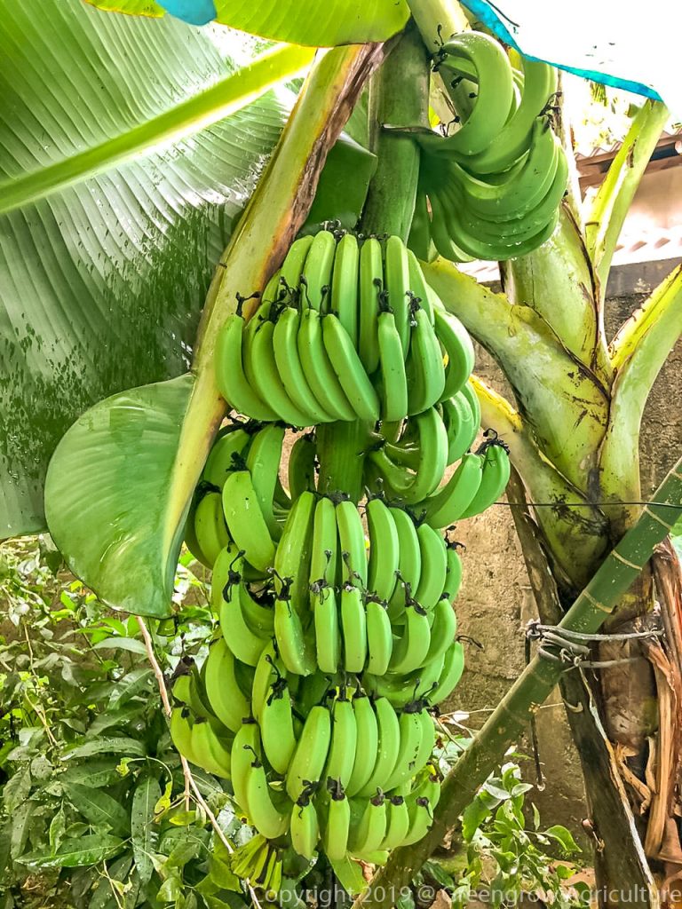 Greengrow Banana - Dwarf Amban