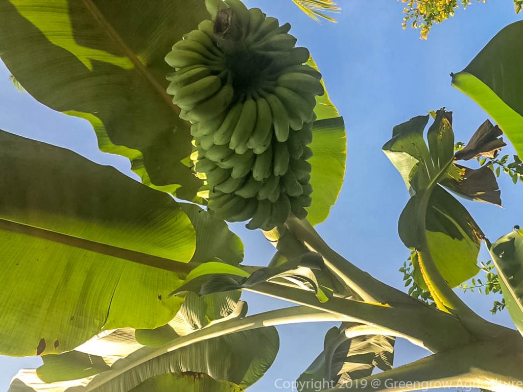 Greengrow Banana - Ebul