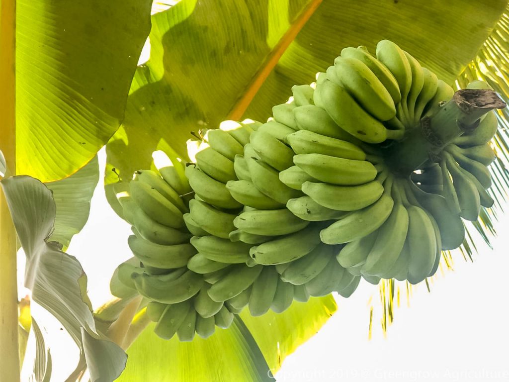 Greengrow Banana - Ebul