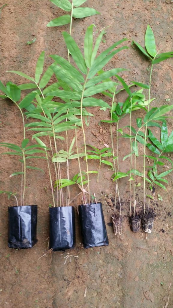 Bamboo Dendrocalamus species