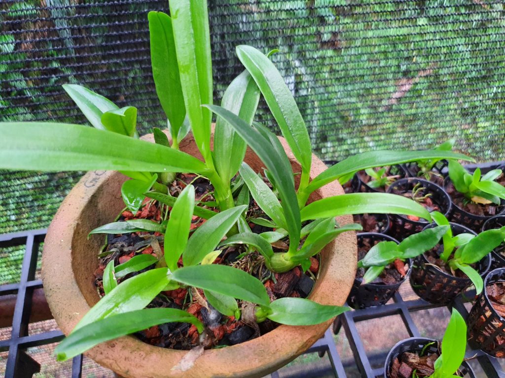 Orchid - Dendrobium